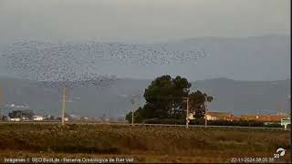 Bandos de moritos Webcam laguna Riet Vell seobirdlife [upl. by Tijnar]