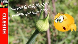 MI CULTIVO DE CEBOLLA ESTÁ EN PELIGRO QUÉ PASA SI FLORECE LA CEBOLLA [upl. by Aldrich141]