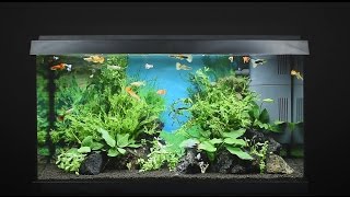 Juwel Aquarium Primo 60  60l Einrichtungsbeispiel  Tutorial [upl. by Fritze]