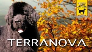 TERRANOVA NEWFOUNDLAND trailer documentario razza canina [upl. by Aihsilef89]