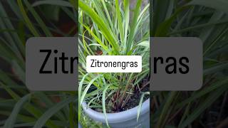 🍋🌾zitronengras gartentipps gardening china kulinarisch healthyeating infos anbau plants [upl. by Karlan936]