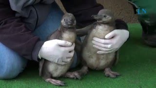 Babyalarm im Tierpark Neumünster Die Pinguine sind los [upl. by Alamac]