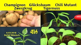 Chili Mutant wächst sehr gut  Champignon ernten Glücksbaum und mehr Updates [upl. by Ahsats]