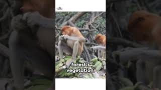 The Bald Uakari  Red Faced Monkeys [upl. by Dituri417]