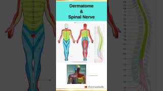 Dermatome and Spinal Nerve EP3 dermatome spinalnerve anatomy orthopedics เส้นประสาทไขสันหลัง [upl. by Lleumas]