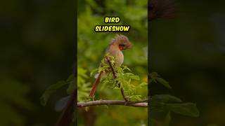 Birds in Focus Shots of Northern Cardinal Canary amp More naturelovers birds shorts [upl. by Yklam]