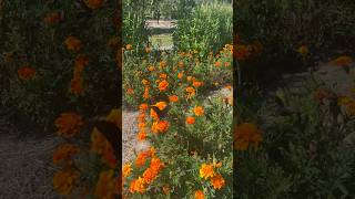 Companion Planting companionplanting marigold gardening garden [upl. by Korey153]