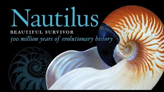 Nautilus Beautiful Survivor 500 million years of evolutionary history [upl. by Yelats]