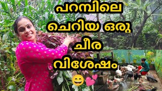 പറമ്പിലെ ചെറിയ ഒരു ചീര വിശേഷം  Cheera Krishi Malayalam  A Unique Family [upl. by Libbey]