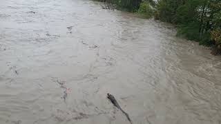 Hochwasser Ticino 03102020 [upl. by Fredrick]