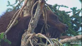 128’s cub teething Aug 3 2024 Exploreorg Brooks falls [upl. by Ardnoed]