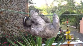 Three toed sloth El Valle Panama [upl. by Ahsille537]