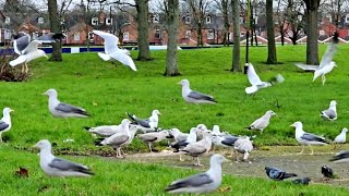 Angry Seagull Noise  Seagull Sounds  Seagull Call [upl. by Rashidi]