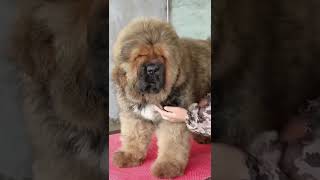 Guardians of the Himalayas Tibetan Mastiff Puppies for Sale [upl. by Charlie]