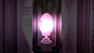 NBB Bohemia Mercury Vapor lamp STARTUP SHORTS 11 [upl. by Edson]