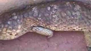 Bobtail Lizard climbing Stairs [upl. by Idas]