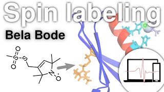 Spin labelling a pulse dipolar EPR practitioner’s perspective  Bela Bode [upl. by Arriec]