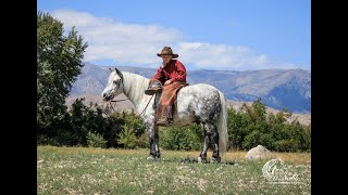 Topper  9yr old Pony Gelding 11 Hands [upl. by Araet]