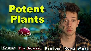 How Good Are Legal quotBuzzsquot Kratom Kava Kanna [upl. by Lou22]