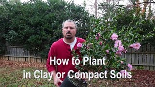 How to plant in clay poorly draining and compact soils Proper tools amendments and techniques [upl. by Drof15]