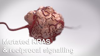 Cancer cell biology mutated KRAS amp reciprocal signalling [upl. by Daenis]