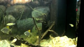 Brackish tank with green spotted puffers and silver moonys [upl. by Peg962]