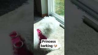 Maltipoo puppy barking at her own reflection🐶🐾 Shorts [upl. by Lalib571]