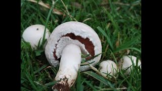 Identifying the Field Mushroom Agaricus campestris [upl. by Khalid]