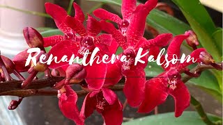 Renanthera Kalsom Red Dragon Orchid  Home Garden [upl. by Anair]