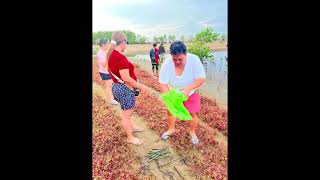 Mangrove planting activity [upl. by Kask389]