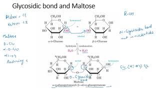 Disaccharides [upl. by Ellehcor]