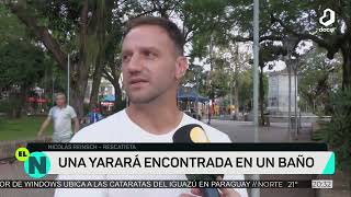 ElNoticiero Una yarará salió a pasea por la Costanera [upl. by Darahs]