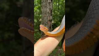 Big Friendly PlainBellied Watersnake [upl. by Gamal]