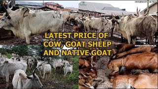 LATEST PRICE OF VARIOUS LIVESTOCK  ADUWAWA CATTLE MARKET COW RAM amp NATIVE GOAT COST OF PARTS OF COW [upl. by Ellehctim]