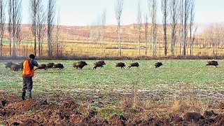 Aksiyonun Tavan Yaptığı Muhteşem Domuz Avı  A Spectacular Wild Boar Hunt with High Action [upl. by Dorisa]