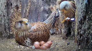 Kestrels Fight to Secure Nest amp Lay Eggs  Apollo amp Athena  Robert E Fuller [upl. by Scurlock514]