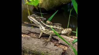 Basiliscus basiliscus [upl. by Greta]