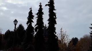 Weeping Serbian Spruce  Picea omorika  Pendula [upl. by Emmey666]