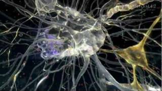 Random42 Medical Animation 2011 [upl. by Notxed]