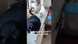 Funniest Cat 😾 animals 🐈‍⬛ mewmew 7053 [upl. by Tail]