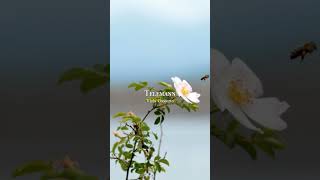 Telemann  Viola Concerto TWV 51G9 Part III Andante shorts classicalmusic nature [upl. by Leuqim]