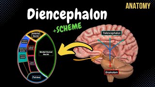 Diencephalon Anatomy Thalamus Epithalamus Subthalamus Metathalamus Hypothalamus [upl. by Leod981]