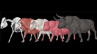 Ziva VFX  Spanish Bull CFX Showcase [upl. by Nevur747]