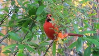 Northern Cardinal Calling  4 different calls [upl. by Kippar938]