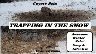 HOW to TRAP BOBCATS and COYOTES in the Snow  Easy amp Effective Sets [upl. by Dylana]