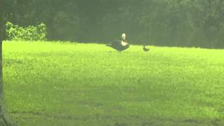 Blue Heron Snatching Duckling [upl. by Hey]