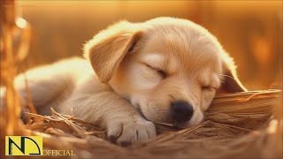 20 HOURS of Dog Calming Music For Dogs🎵🐶Separation Anxiety Relief Music🎵💖dog relaxation🎵 NadanMusic [upl. by Zarihs]