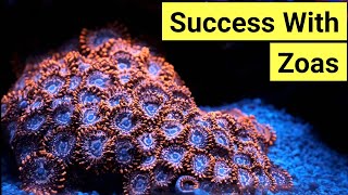 How To Keep Zoas  Zoanthid Care Guide [upl. by Vassaux]