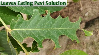 How to control Leaves eating pest [upl. by Mathis]