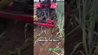 Revolutionizing Green Onion FARMING with Advanced Harvesting Machine [upl. by Bealle469]